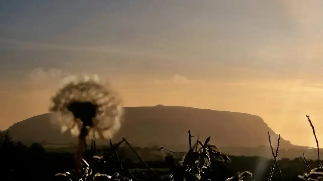 A backlit seed head and grasses silhouetted against a mountain ridge at sunset.